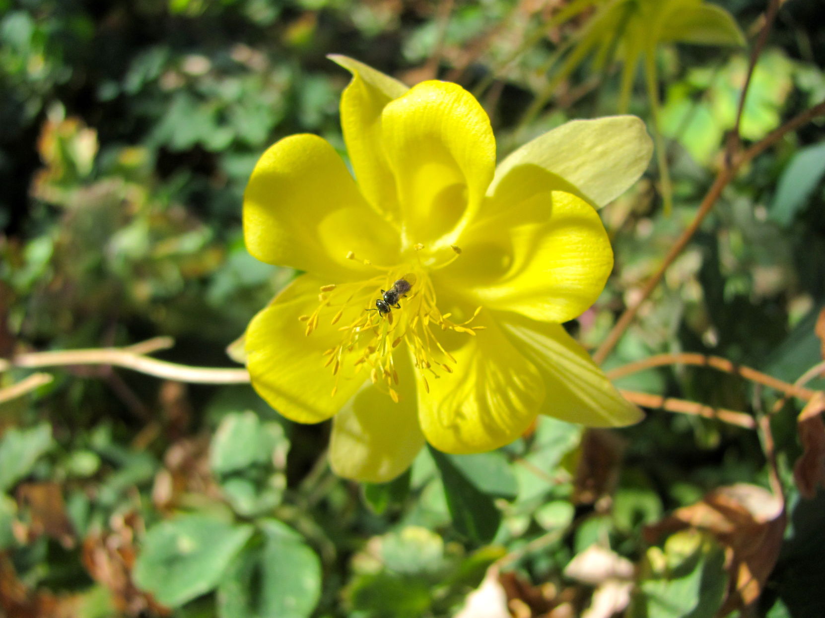 Columbine flower
